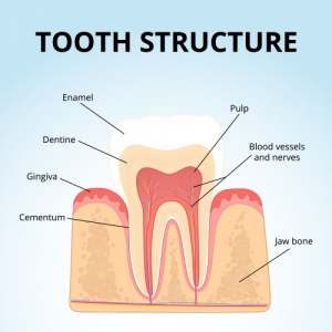 เคลือบฟัน สามารถสร้างขึ้นมาเองได้หรือไม่